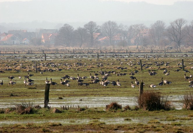 Abenteuer Wildnis: Das Steinhuder Meer - Niedersachsens wilder See - Filmfotos