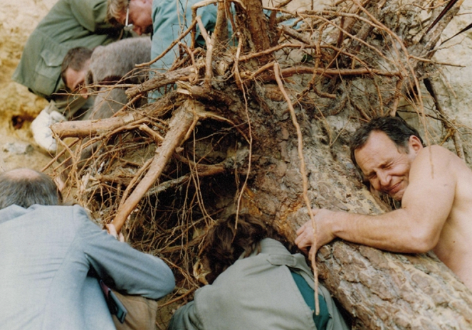 Drzewa - De la película