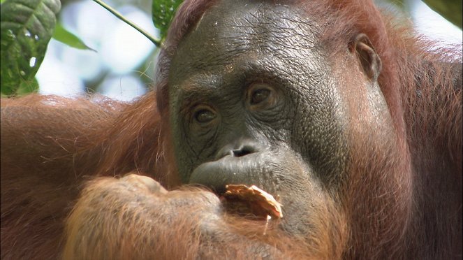 Wunder der Erde - Tiere - Photos