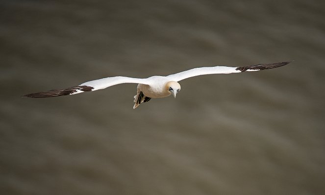 Yorkshire: A Year in the Wild - De la película