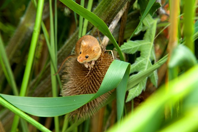 Yorkshire: A Year in the Wild - Photos