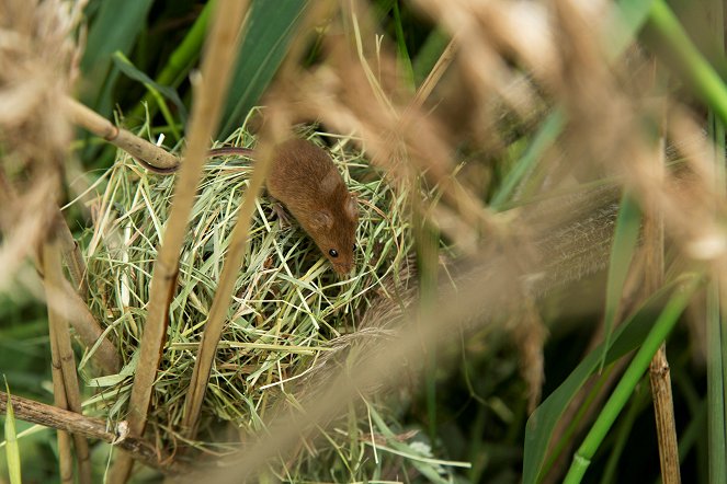 Yorkshire: A Year in the Wild - Film