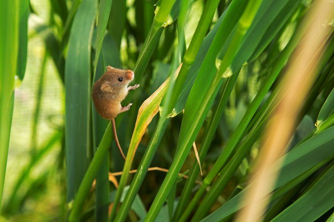 Yorkshire: A Year in the Wild - Film