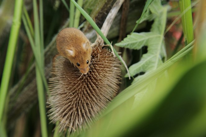 Yorkshire: A Year in the Wild - De la película