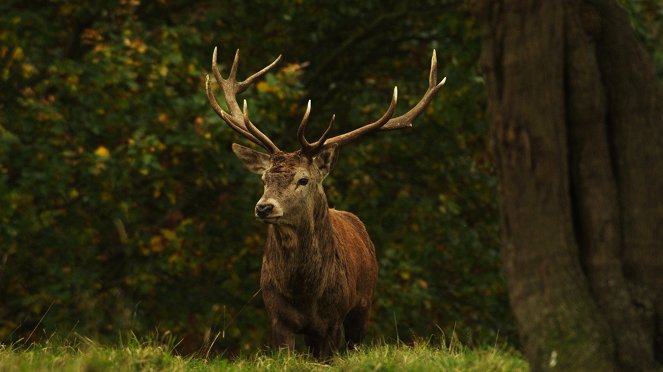 Yorkshire: A Year in the Wild - Film