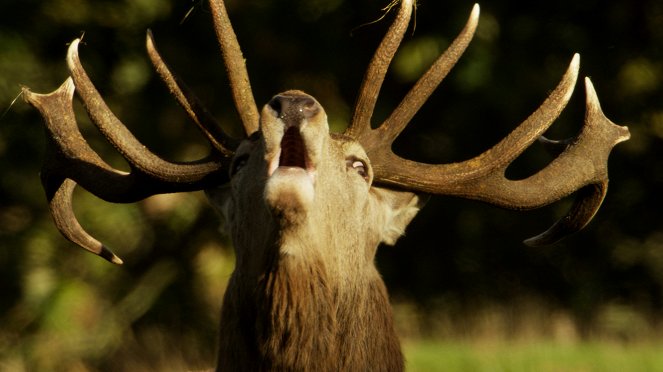 Anglia: Egy év a vadonban - Filmfotók