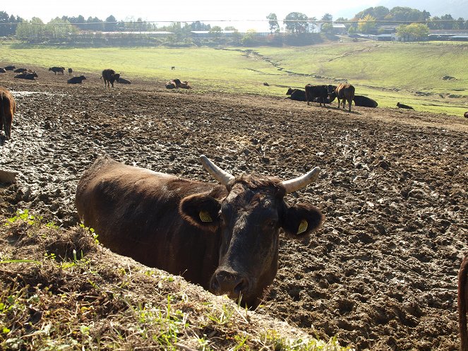 Fukushima: Nature in the Danger Zone - Photos