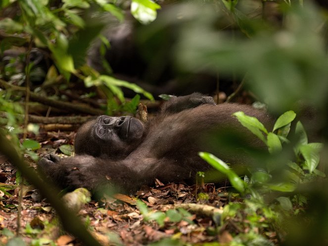 Gorillák közt - Filmfotók