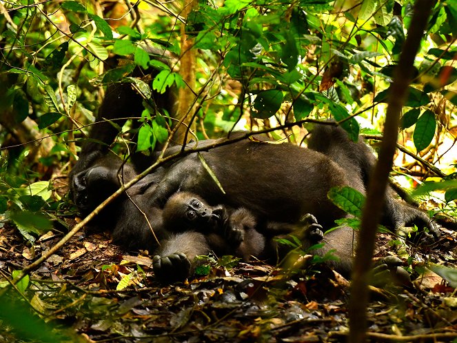 Gorillák közt - Filmfotók