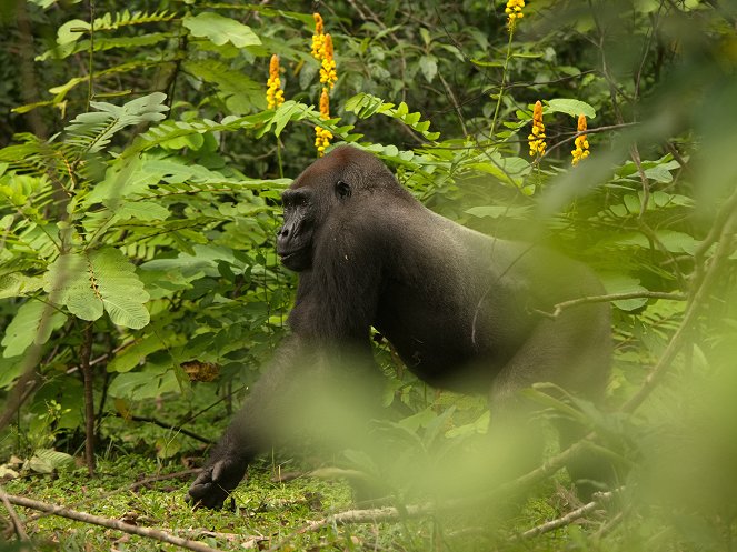 Gorilla Gorilla Gorilla - Filmfotos