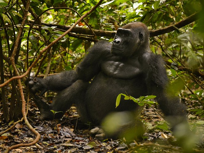 Gorilla Gorilla Gorilla - Filmfotos