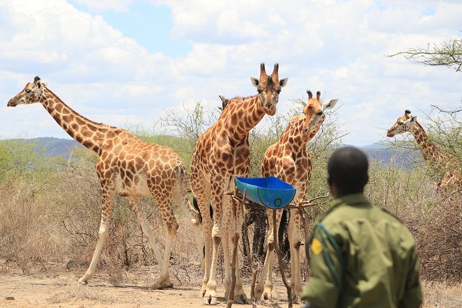 Saving Giraffes: The Long Journey Home - De la película