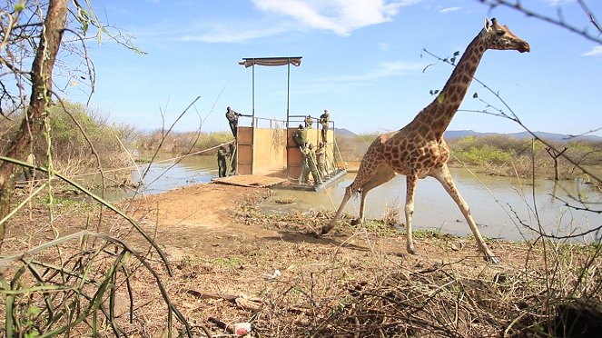 Záchrana žiraf: Dlouhá cesta domů - Z filmu