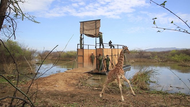 Saving Giraffes: The Long Journey Home - Film