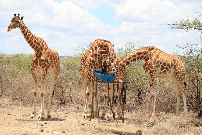 Saving Giraffes: The Long Journey Home - Photos