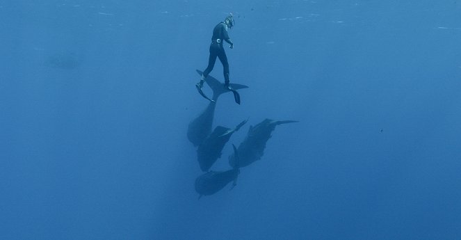 Nagy ámbráscetek: A tenger titánjai - Filmfotók