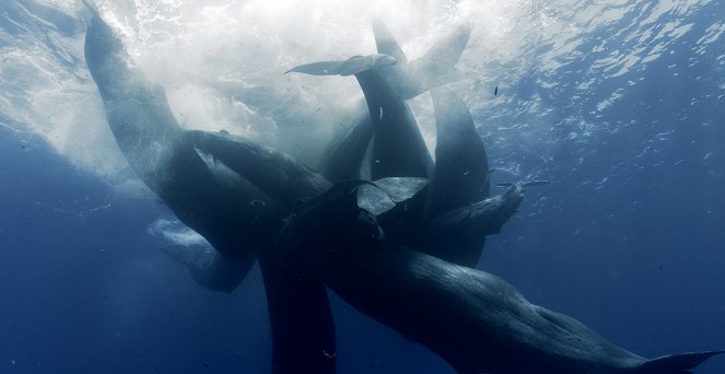 Nagy ámbráscetek: A tenger titánjai - Filmfotók