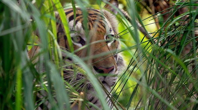 Thailand's Wild Cats - Do filme