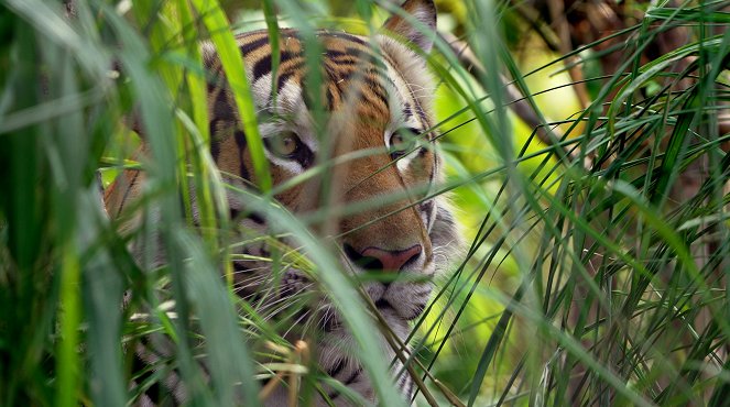 Thailand's Wild Cats - Kuvat elokuvasta