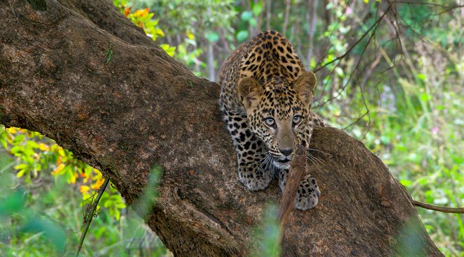 Thailand's Wild Cats - Kuvat elokuvasta