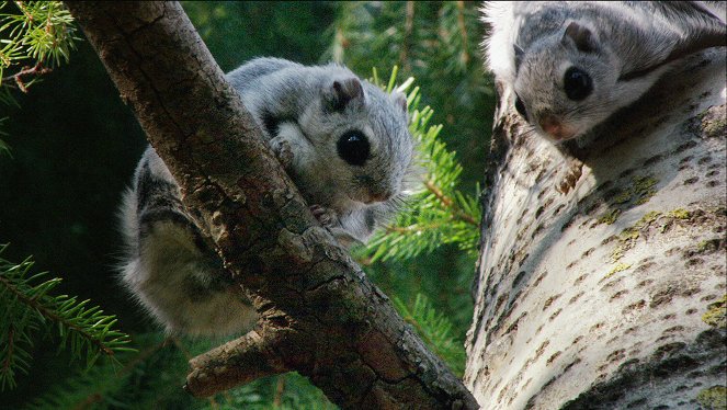 Wildes Skandinavien - Finnland – Inselmeer und Seenland - Kuvat elokuvasta