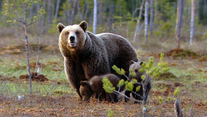 Wildes Skandinavien - Finnland – Inselmeer und Seenland - Van film