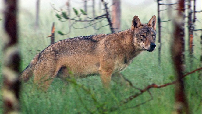 Wildes Skandinavien - Finnland – Inselmeer und Seenland - Photos