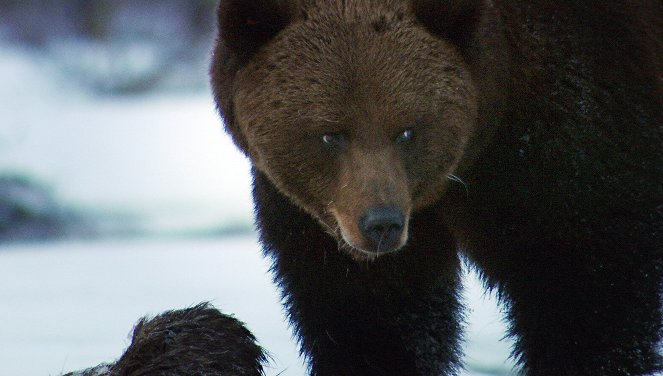 Wildes Skandinavien - Finnland – Inselmeer und Seenland - Z filmu