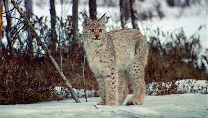 Wildes Skandinavien - Finnland – Inselmeer und Seenland - Kuvat elokuvasta