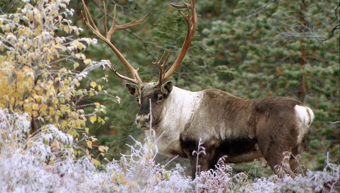 Wildes Skandinavien - Finnland – Inselmeer und Seenland - Photos