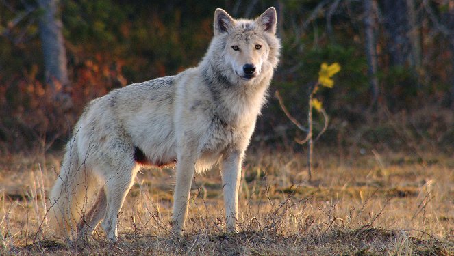 Wildes Skandinavien - Finnland – Inselmeer und Seenland - Kuvat elokuvasta