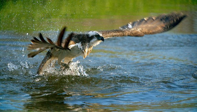 Wildes Skandinavien - Finnland – Inselmeer und Seenland - Photos