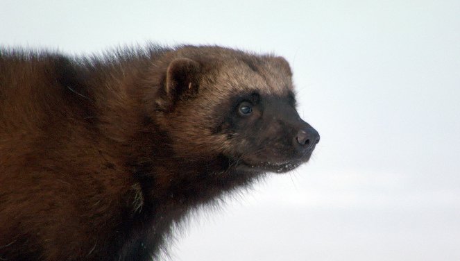 Wildes Skandinavien - Finnland – Inselmeer und Seenland - Kuvat elokuvasta