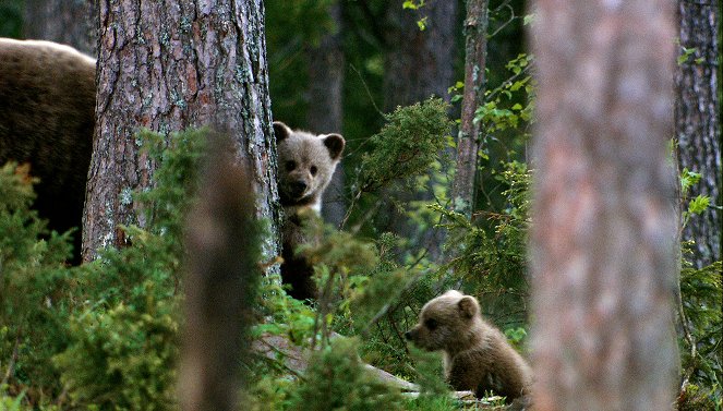 Wildes Skandinavien - Finnland – Inselmeer und Seenland - Photos