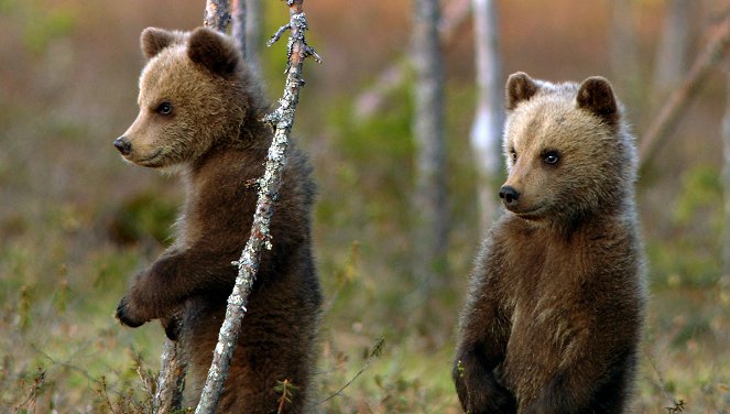 Wildes Skandinavien - Finnland – Inselmeer und Seenland - Kuvat elokuvasta