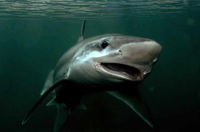 42 – Die Antwort auf fast alles - Verschwinden die Haie aus den Meeren? - Z filmu