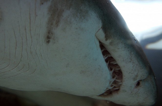 42 – Die Antwort auf fast alles - Verschwinden die Haie aus den Meeren? - Filmfotos