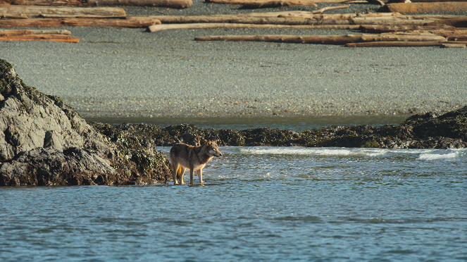 Os Lobos da Ilha de Vancouver - Spring - Do filme