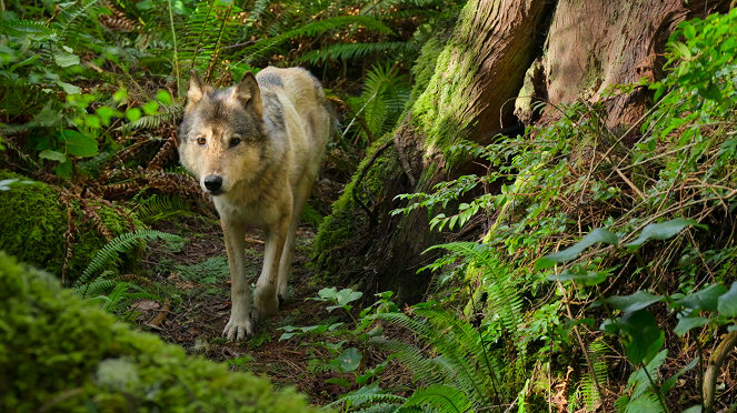 Os Lobos da Ilha de Vancouver - Spring - Do filme