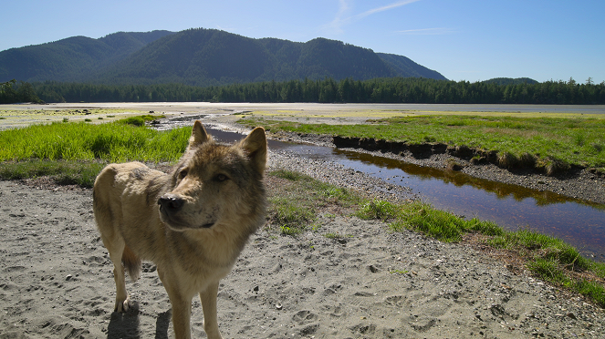 Egy farkasfalka nyomában - Nyár - Filmfotók