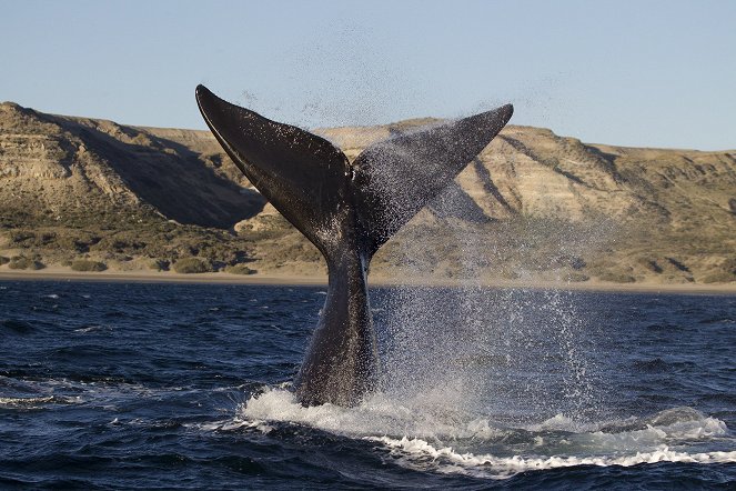 Patagonia: Life at the Edge of the World - De la película