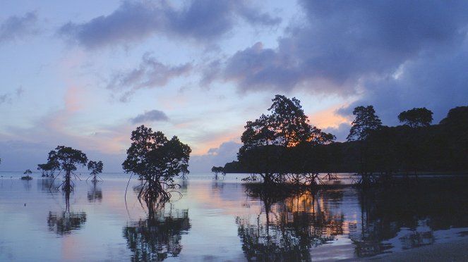 Universum: Iriomote – Japans tropisches Paradies - De la película