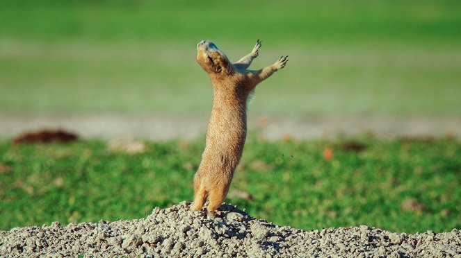 The Wild West: A Prairie Dog's Life - Photos