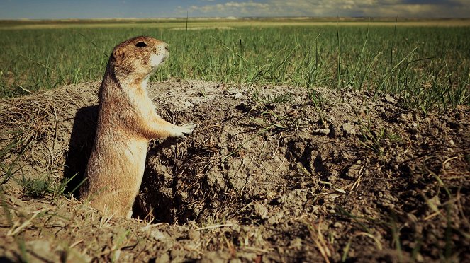The Wild West: A Prairie Dog's Life - Photos
