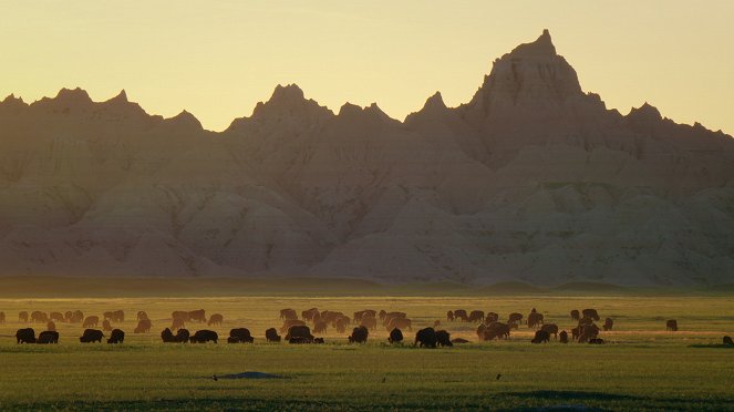 The Wild West: A Prairie Dog's Life - Photos