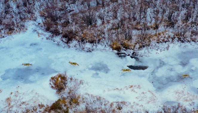 Polar Worlds with Bertie Gregory - Film