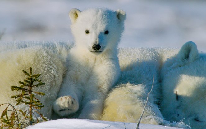 Polar Worlds with Bertie Gregory - Film