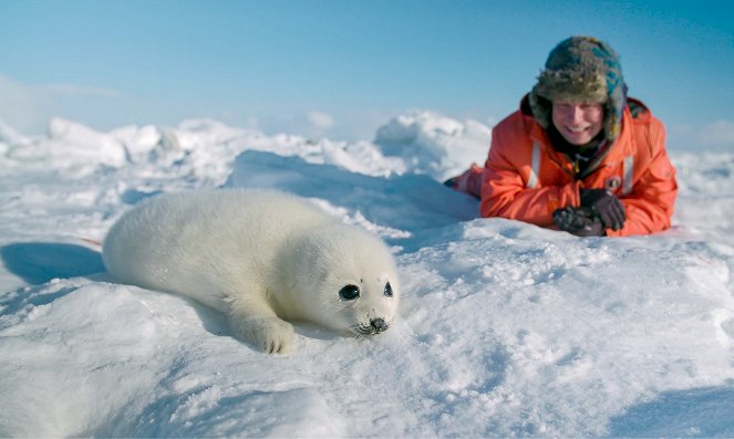 A sarkvidékek csodái - Filmfotók