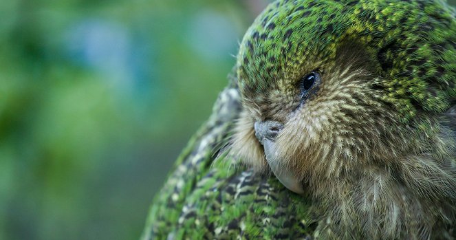 Novozélandské ohrožené druhy - Z filmu