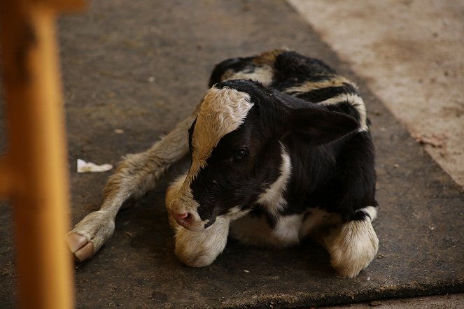 The Hatcher Family Dairy - Photos